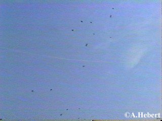invasion1.JPG (10954 bytes)