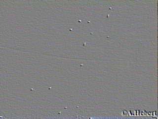 invasion1emb.jpg (12646 bytes)