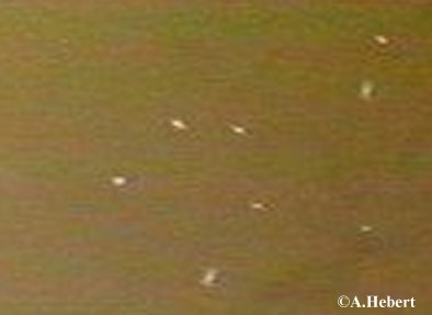 invasion1lgneg.jpg (10394 bytes)